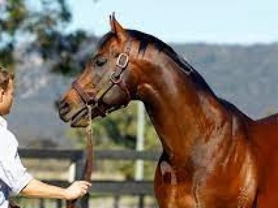 Magic Millions National Broodmare Sale set to close with a b ... Image 3